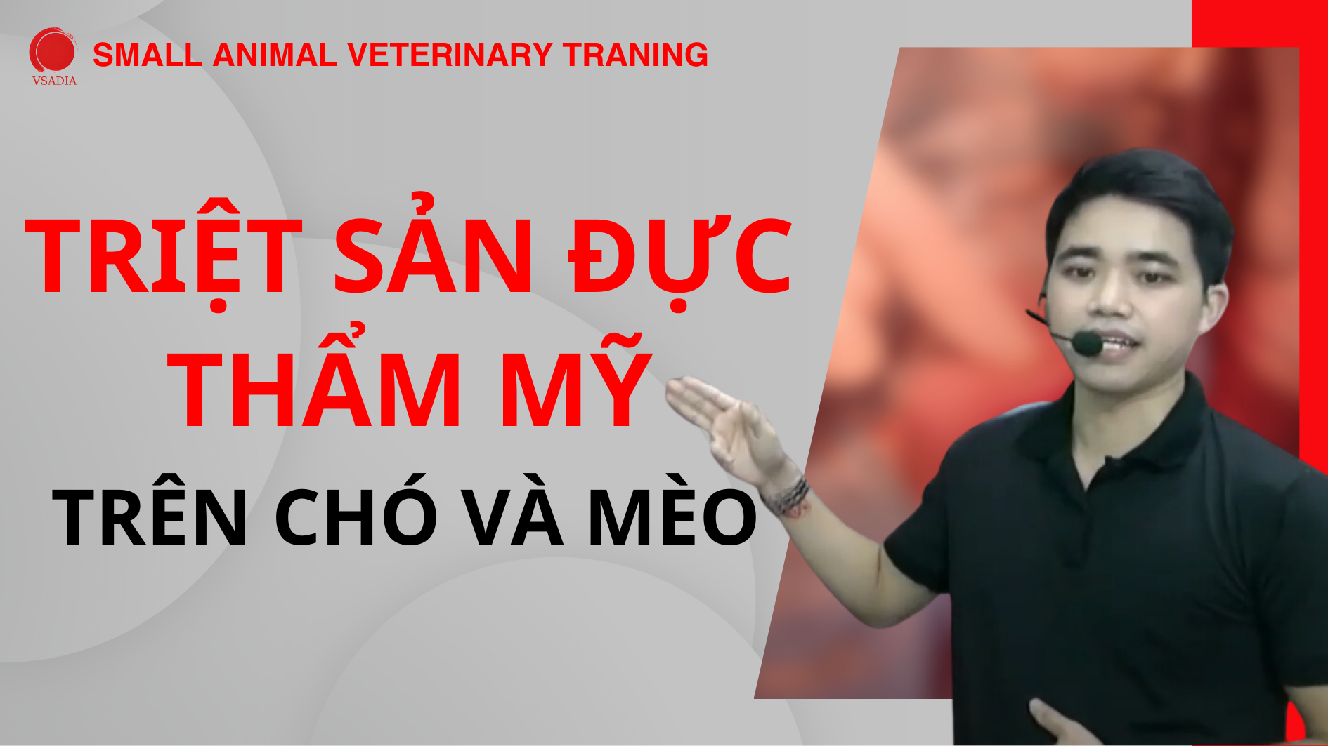 TRIỆT SẢN ĐỰC THẨM MỸ TRÊN CHÓ