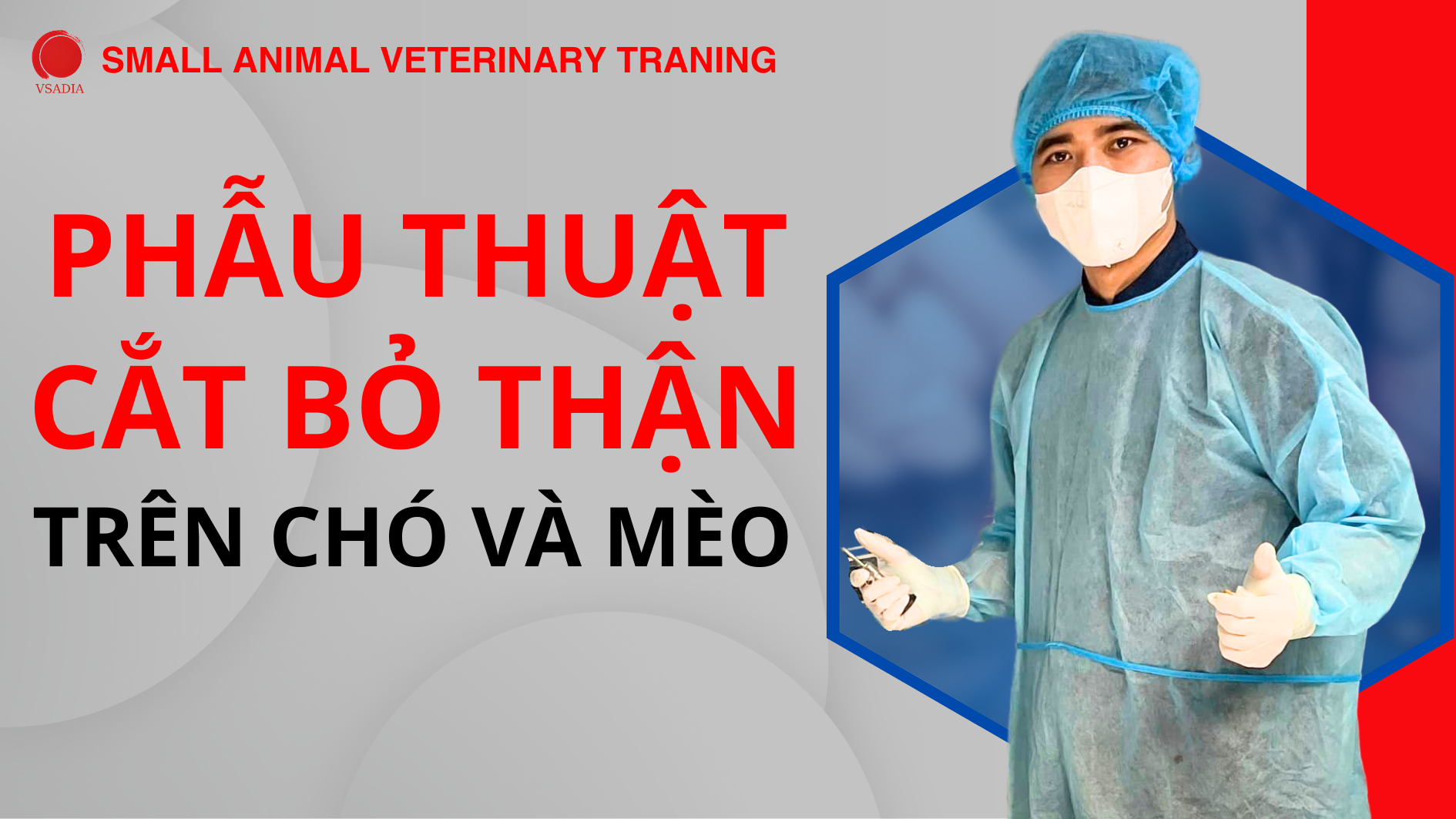 PHẪU THUẬT CẮT BỎ THẬN TRÊN CHÓ VÀ MÈO