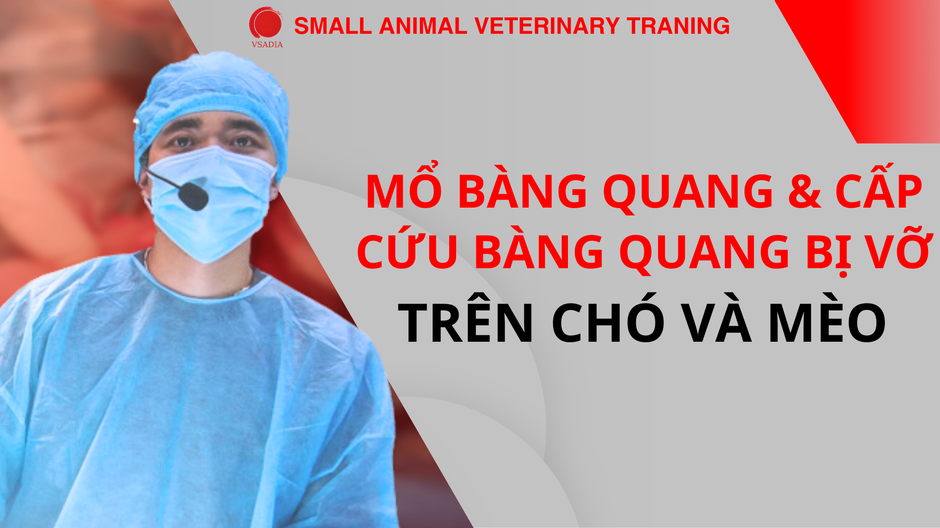 MỔ BÀNG QUANG & CẤP CỨU BÀNG QUANG BỊ VỠ TRÊN CHÓ VÀ MÈO