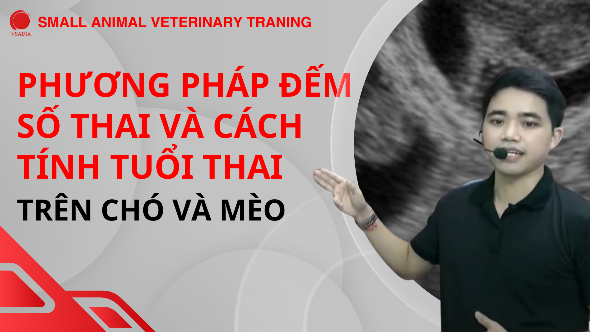 PHƯƠNG PHÁP ĐẾM SỐ THAI VÀ CÁCH TÍNH TUỔI THAI TRÊN CHÓ VÀ MÈO