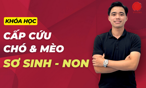 Cấp cứu chó & mèo sơ sinh - non