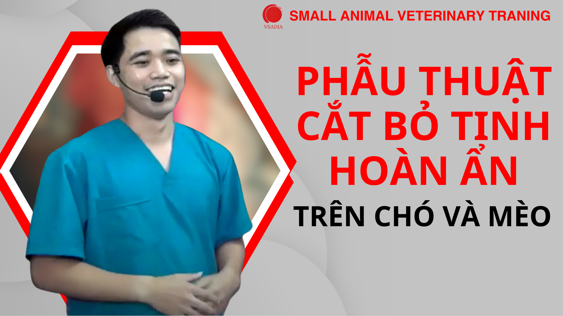 PHẪU THUẬT CẮT BỎ TINH HOÀN ẨN TRÊN CHÓ VÀ MÈO