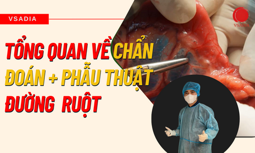 TỔNG QUAN CHẨN ĐOÁN + PHẪU THUẬT ĐƯỜNG RUỘT TRÊN THÚ NHỎ